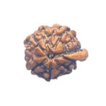 Ganesha Rudraksha - (17.25 MM) - (Rudrapuja)
