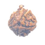 Ganesha Rudraksha - (17.53 MM) - (Rudrapuja)
