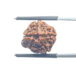 Ganesha Rudraksha - (17.53 MM) - (Rudrapuja)