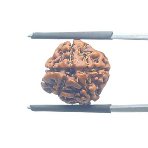 Ganesha Rudraksha - (17.53 MM) - (Rudrapuja)