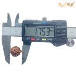 Ganesha Rudraksha - (17.53 MM) - (Rudrapuja)