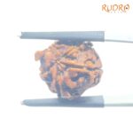 Ganesha Rudraksha - (17.53 MM) - (Rudrapuja)