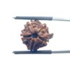 Ganesha Rudraksha - (17.90 MM)