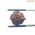 Ganesha Rudraksha - (17.90 MM)
