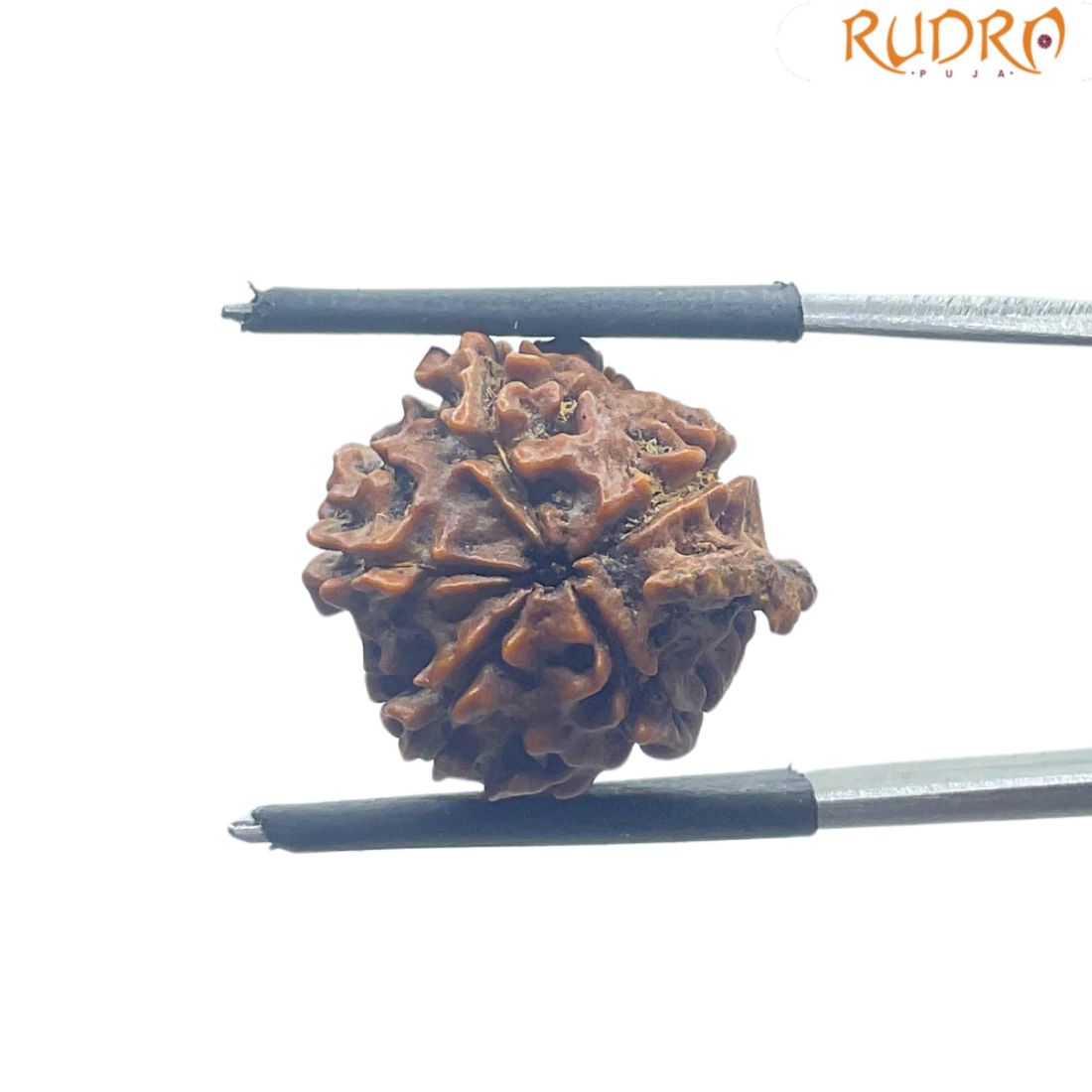 Ganesha Rudraksha - (17.90 MM)