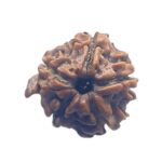 Ganesha Rudraksha - (17.90 MM)