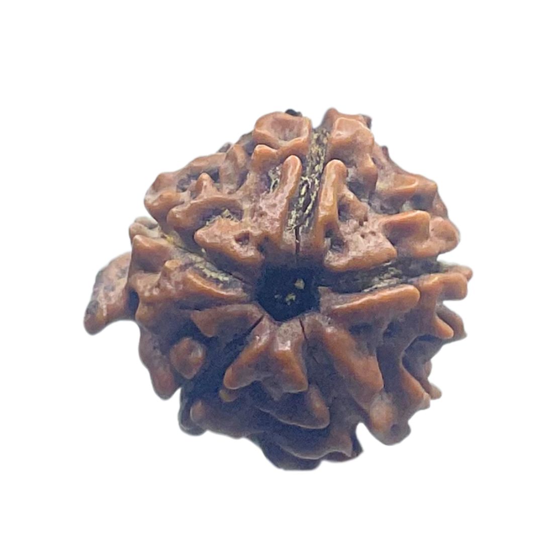 Ganesha Rudraksha - (17.90 MM)