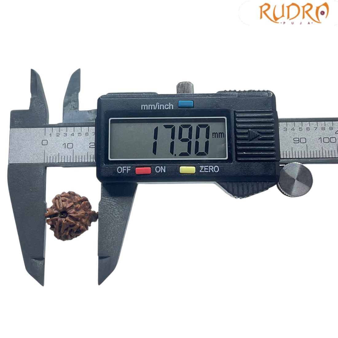 Ganesha Rudraksha - (17.90 MM)