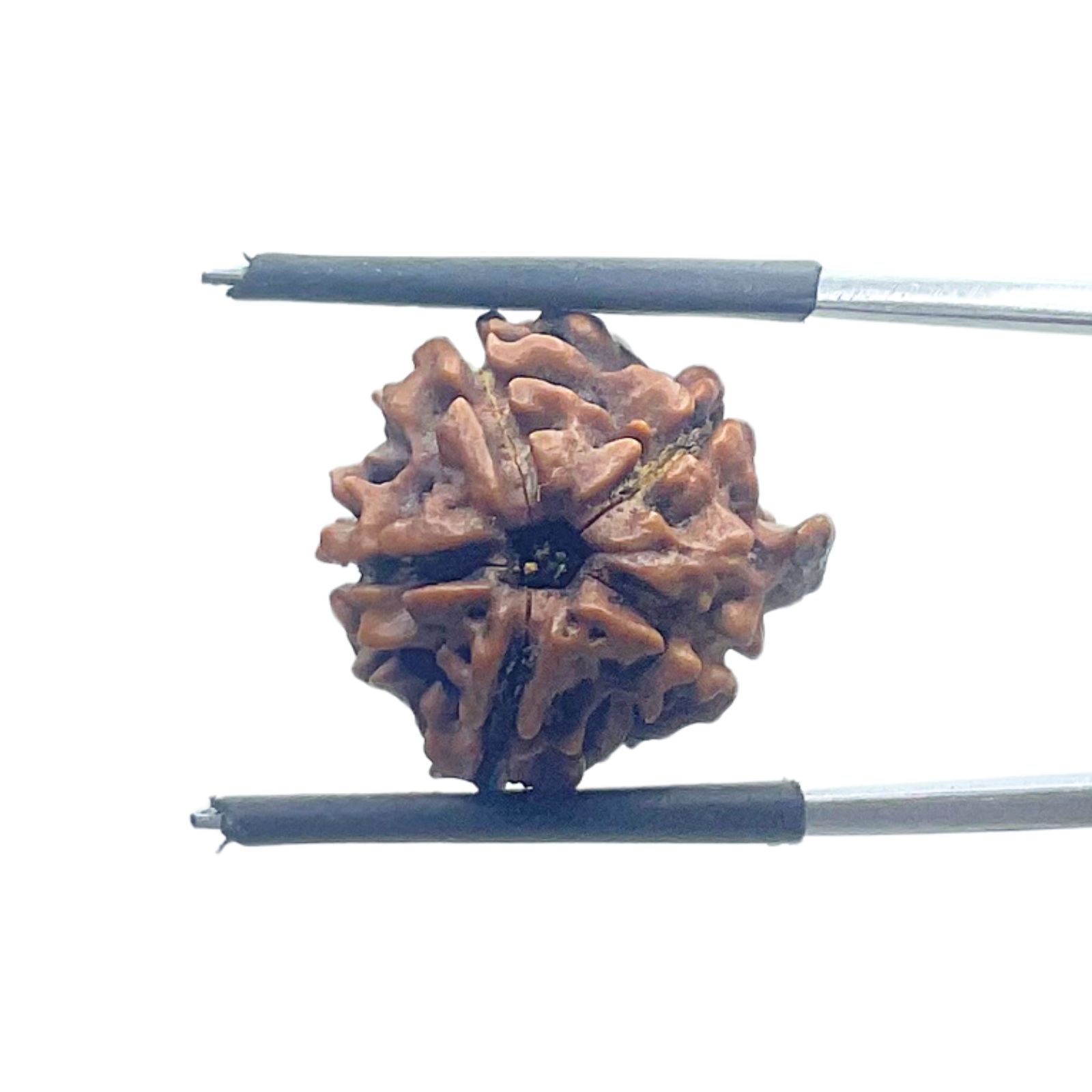 Ganesha Rudraksha - (17.90 MM)