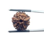 Ganesha Rudraksha - (18.16 MM)