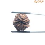 Ganesha Rudraksha - (18.16 MM)