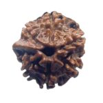 Ganesha Rudraksha - (18.16 MM)