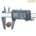 Ganesha Rudraksha - (18.16 MM)