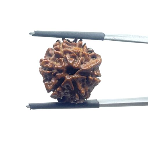 Ganesha Rudraksha - (18.16 MM)