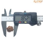 Ganesha Rudraksha - (18.52 MM)