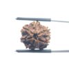 Ganesha Rudraksha - (18.52 MM)