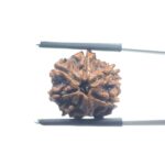Ganesha Rudraksha - (18.52 MM)