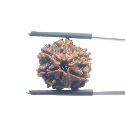 Ganesha Rudraksha - (18.52 MM)