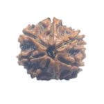 Ganesha Rudraksha - (18.52 MM)