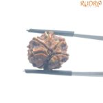 Ganesha Rudraksha - (18.52 MM)