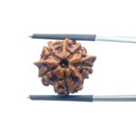 Ganesha Rudraksha - (18.62 MM)