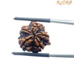 Ganesha Rudraksha - (18.62 MM)