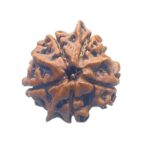 Ganesha Rudraksha - (18.62 MM)