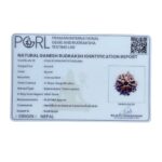 Ganesha Rudraksha - (18.62 MM) - (Rudrapuja)