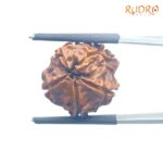 Ganesha Rudraksha - (19.36 MM) - (Rudrapuja)