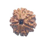 Ganesha Rudraksha - (19.36 MM) - (Rudrapuja)