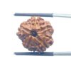Ganesha Rudraksha - (19.36 MM) - (Rudrapuja)