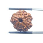 Ganesha Rudraksha - (19.36 MM) - (Rudrapuja)