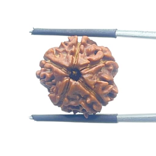 Ganesha Rudraksha - (19.36 MM) - (Rudrapuja)