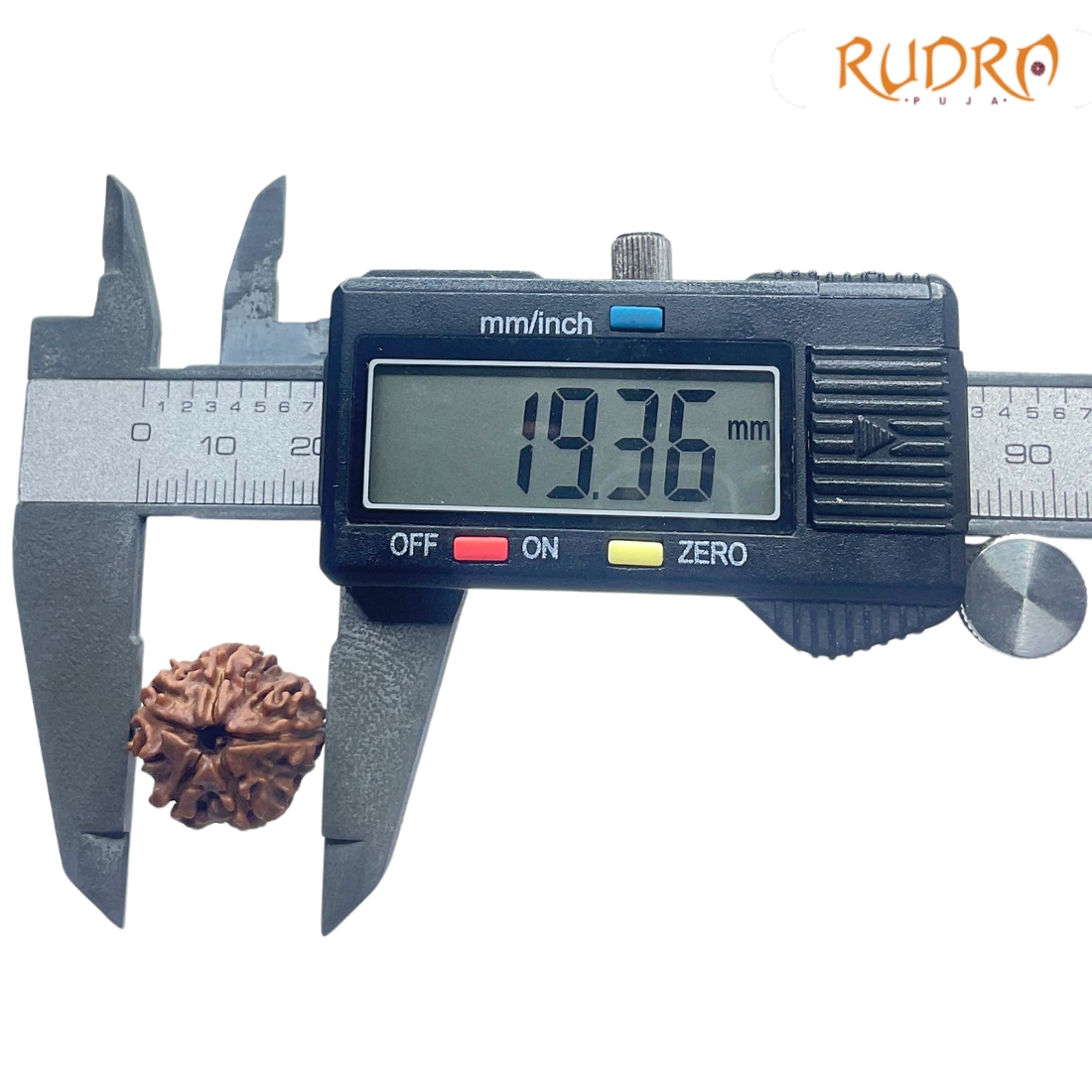 Ganesha Rudraksha - (19.36 MM) - (Rudrapuja)