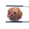 Double Ganesha Rudraksha - (18.87 MM) - (Rudrapuja)