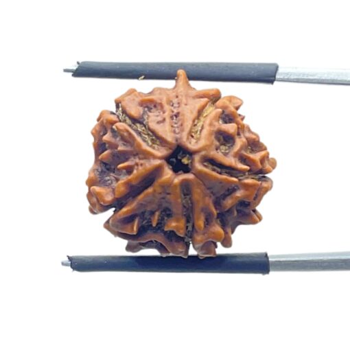 Double Ganesha Rudraksha - (18.87 MM) - (Rudrapuja)