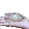 Sphatik Kashyap Crystal Tortoise - 111 Grams