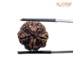 5 Mukhi Nepal Rudraksha - (18.25 MM)