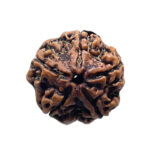 5 Mukhi Nepal Rudraksha - (18.25 MM)