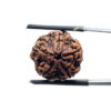 5 Mukhi Nepal Rudraksha - (18.25 MM)