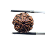 5 Mukhi Nepal Rudraksha - (18.25 MM)
