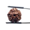 5 Mukhi Nepal Rudraksha - (18.52 MM)
