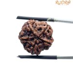 5 Mukhi Nepal Rudraksha - (18.52 MM)