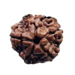 5 Mukhi Nepal Rudraksha - (18.52 MM)