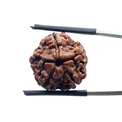 5 Mukhi Nepal Rudraksha - (18.52 MM)