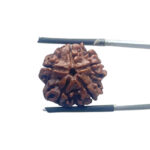 5 Mukhi Nepal Rudraksha - (18.64 MM)
