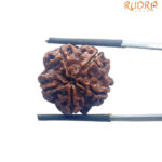 5 Mukhi Nepal Rudraksha - (18.64 MM)