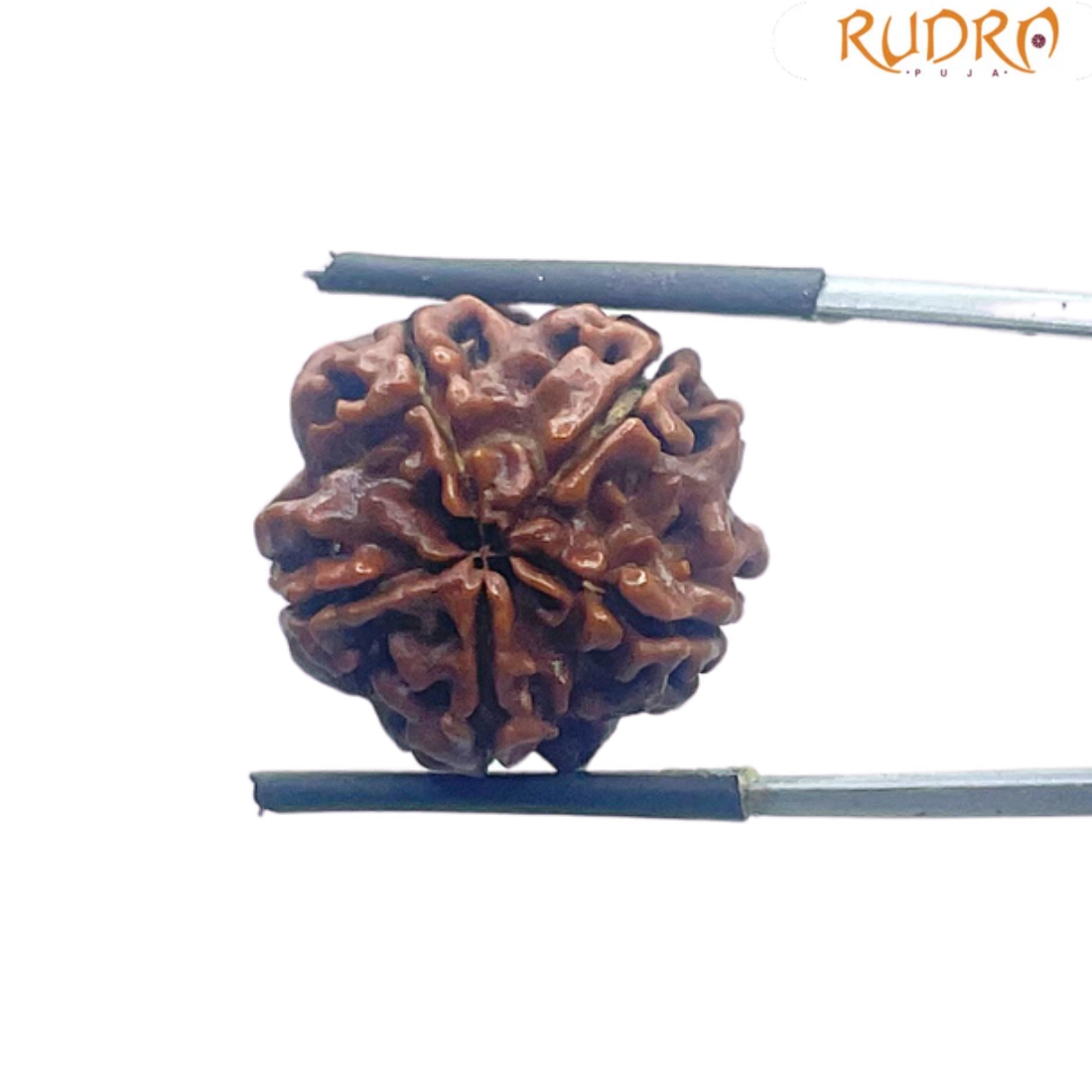 5 Mukhi Nepal Rudraksha - (18.64 MM)