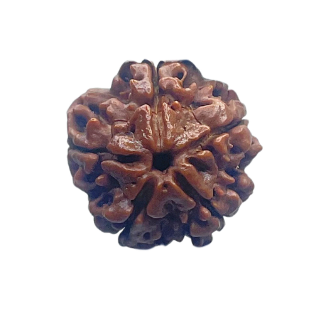 5 Mukhi Nepal Rudraksha - (18.64 MM)