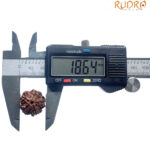 5 Mukhi Nepal Rudraksha - (18.64 MM)